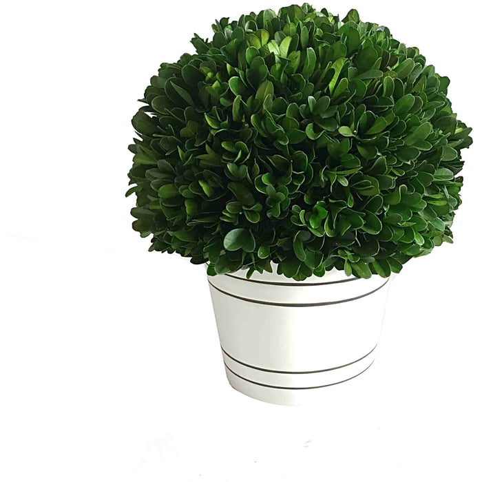 Boxwood Ball W/White Pot