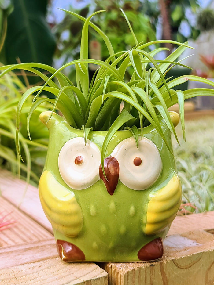 Ceramic Owl Holder with Brachycaulos Air Plant
