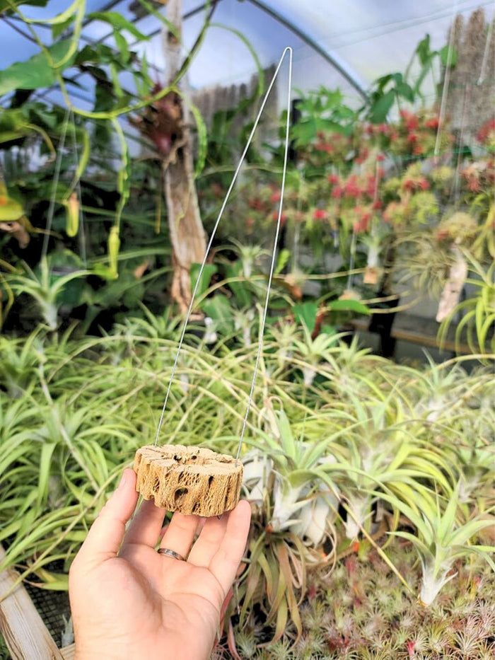 Hanging Cholla Wood Ring Holder
