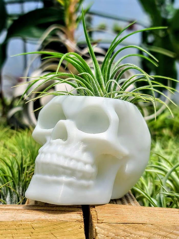 Glow In The Dark Skull 3D Printed Holder w/ Ionantha Druid