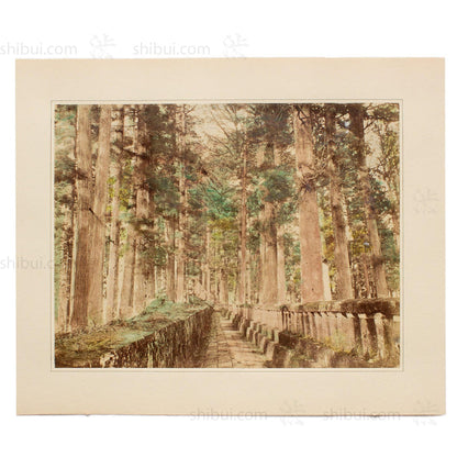 Hand Tinted Albumen of Forest Path | Antique Japanese Photograph