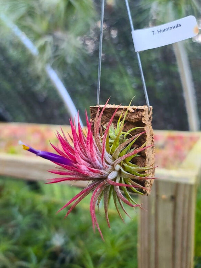 Hanging Hamimula Air Plant Clump on Cork Bark Hanger