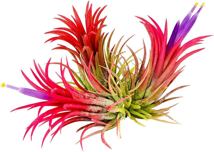 Ionantha Fuego Air Plant