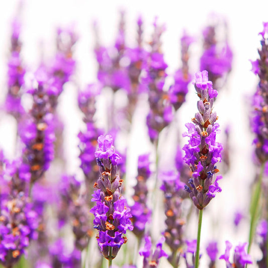 Lavender - EO & FO Blend 590