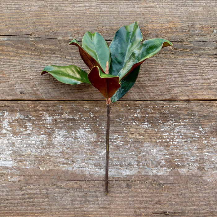 Magnolia Leaf Pick