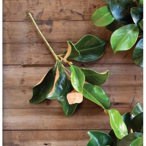 Plantation Magnolia Stem - Greenery