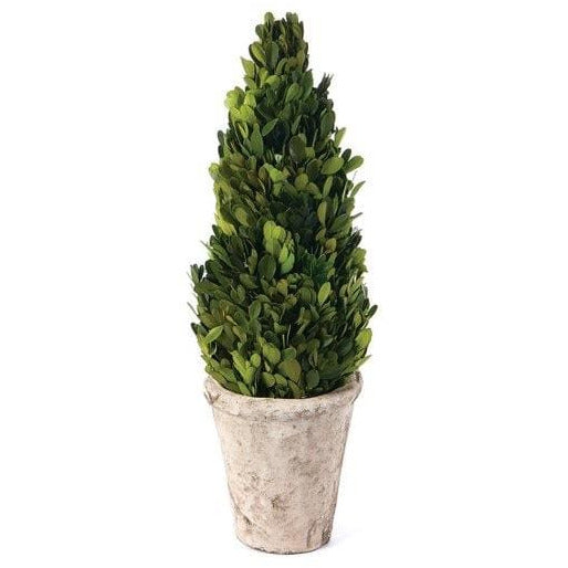 Preserved Boxwood Cone Topiary