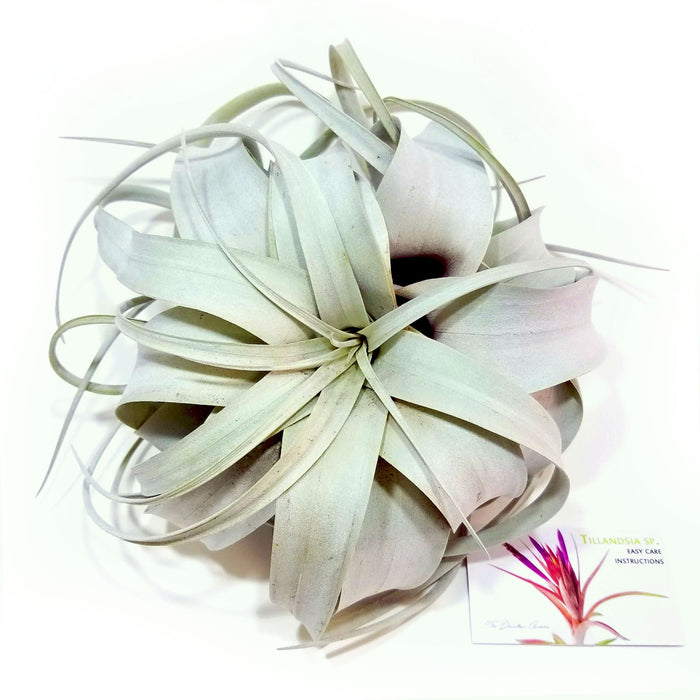 Xerographica Air Plant (X-Large)